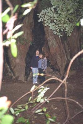 Christine and Ben in a redwood