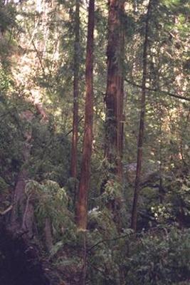 The redwood forests north of San Francisco