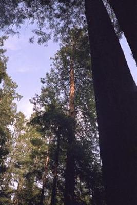 Big redwood