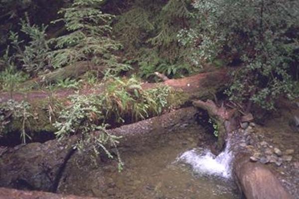 Pretty forest and pretty stream