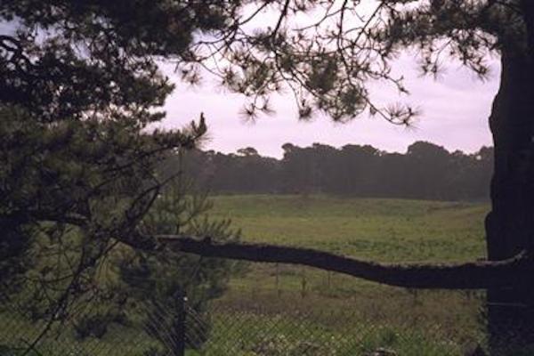 A buffalo/bison paddock in Golden Gate park, the bison are hiding