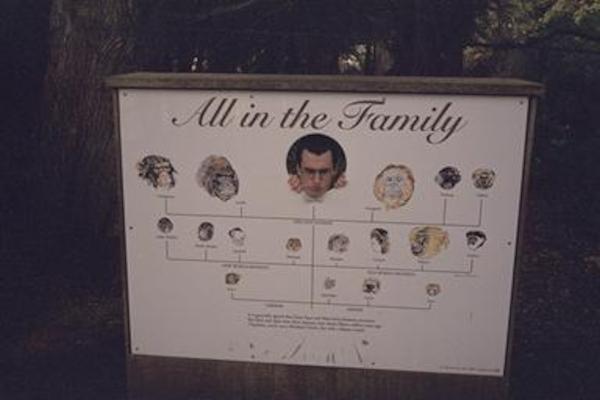 Pogo occupying his rightful place in the primate family tree