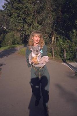 A koala and a cooperative keeper