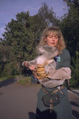 A koala who go interested in something off to the right