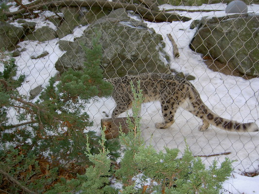 Snow Leopard (12-23-2005 13:04:46)