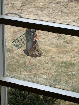 Red Squirrel Belly (03-25-2006 09:42)