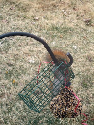 Red Squirrel Belly (03-25-2006 09:46)