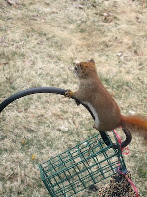 Red Squirrel (03-25-2006 09:46)