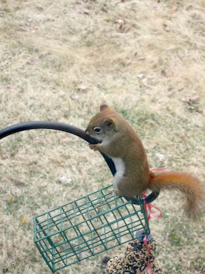 Red Squirrel (03-25-2006 09:46)