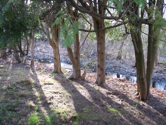 Ducks in the stream (04-15-2006 19:02)