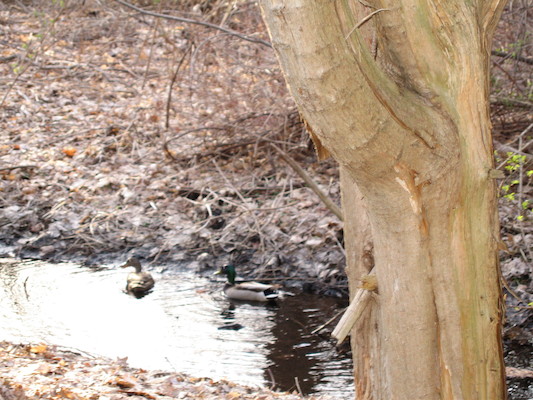 Ducks in the stream (04-15-2006 19:02)