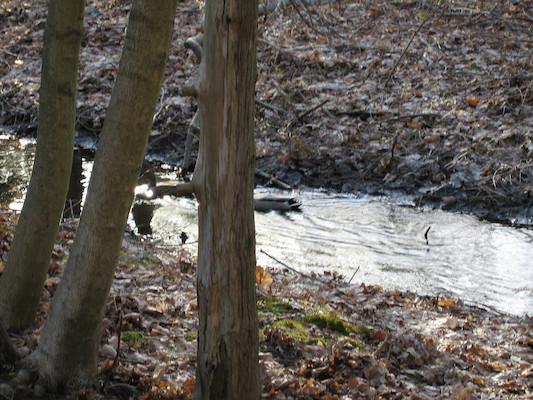 Ducks in the stream (04-15-2006 19:02)