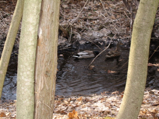 Ducks in the stream (04-15-2006 19:03)