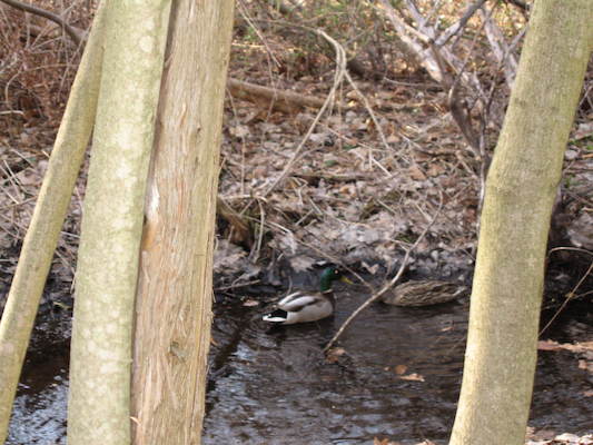 Ducks in the stream (04-15-2006 19:03)