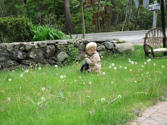 Tim vs. dandelions (05-29-2006 20:38)