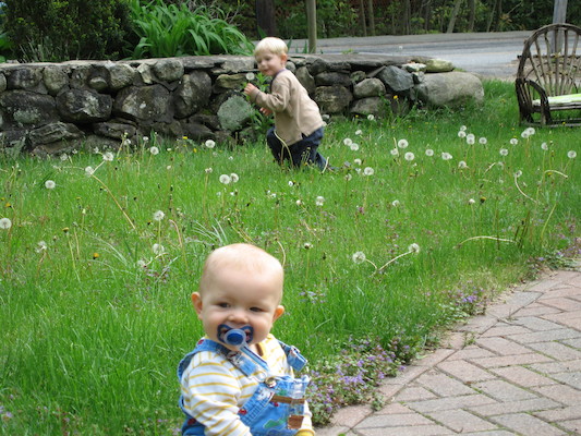 Tim vs. dandelions (05-29-2006 20:38)