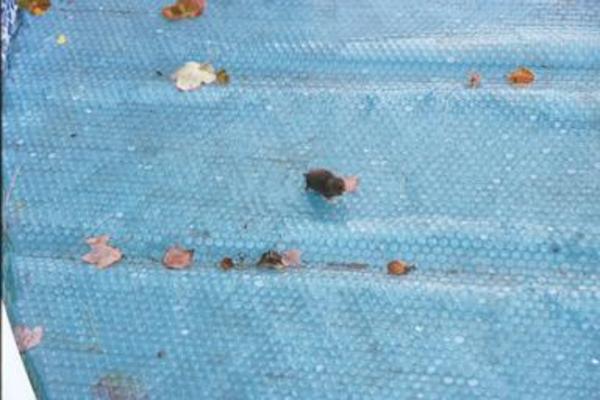 Mole on the pool