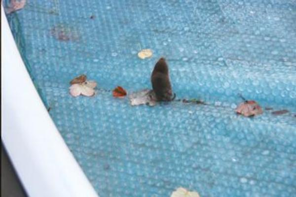 Mole on the pool