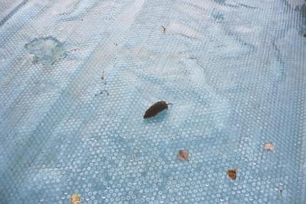 Mole on the pool