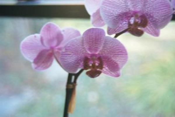 Orchid