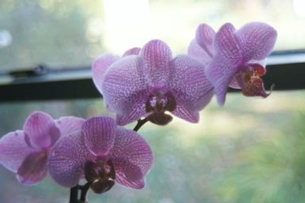 Orchid