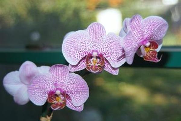 Orchid