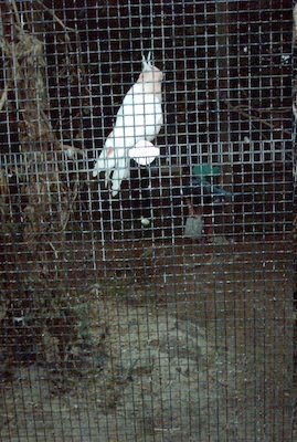 Cockatoo