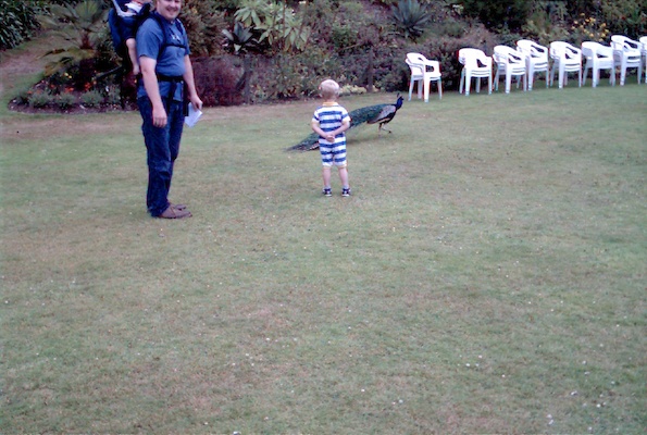 Ben, Tim and a peacock