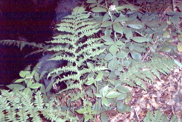Ferns
