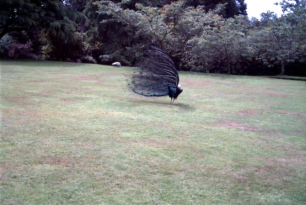 Peacock