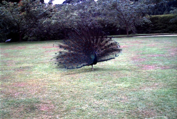 Peacock