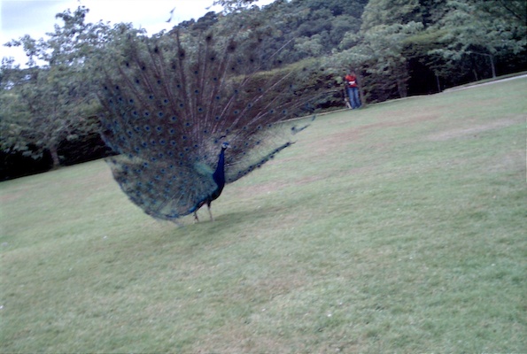 Peacock