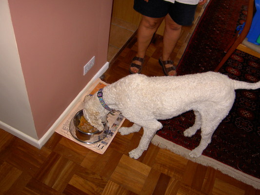 Birthday Bazzle (07-08-2006 12:43)