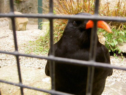 Chough (07-09-2006 07:16)