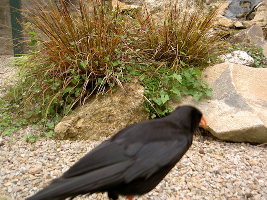Chough (07-09-2006 07:16)