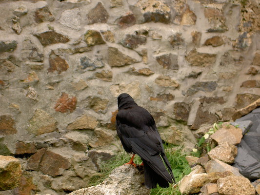 Chough (07-09-2006 07:16)