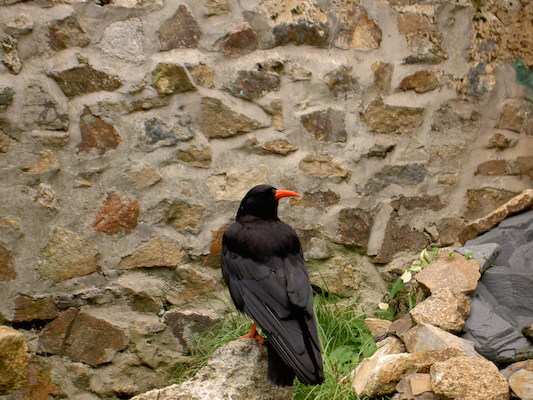 Chough (07-09-2006 07:16)
