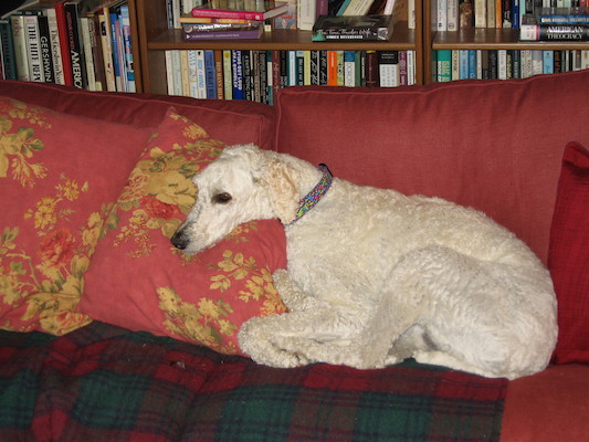 Bazzle resting the head (07-03-2006 20:45:04 BST)