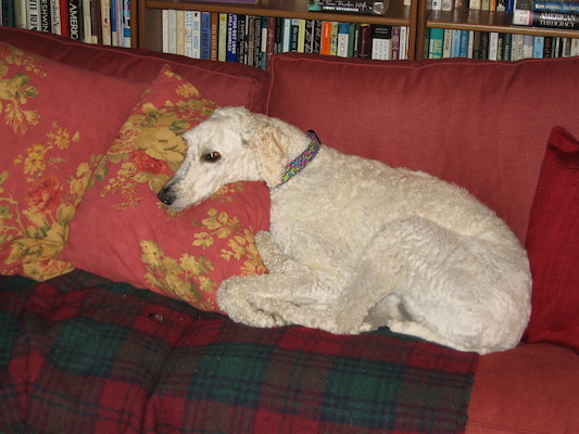 Bazzle resting the head (07-03-2006 20:45:13 BST)