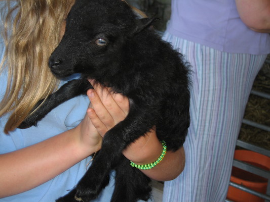 Little black lamb (07-18-2006 12:56:08 BST)