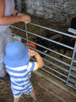 Tim feeding the wee sheep (07-18-2006 12:56:26 BST)