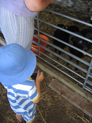 Tim feeding the wee sheep (07-18-2006 12:56:29 BST)