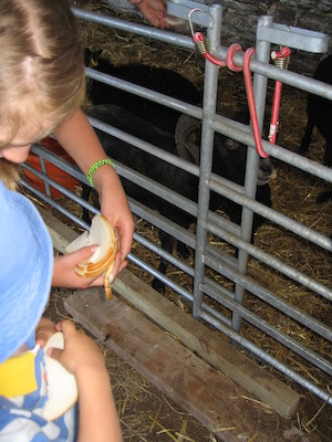Lydia helping Tim feed the sheep (07-18-2006 12:56:47 BST)