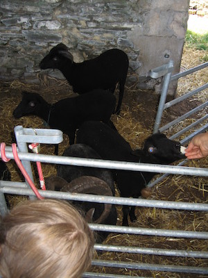 Feeding the sheep (07-18-2006 12:57:04 BST)