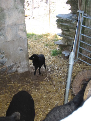 Little lamb (07-18-2006 12:57:51 BST)