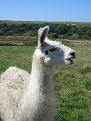 Cornish Llamas (07-18-2006 13:04:20 BST)