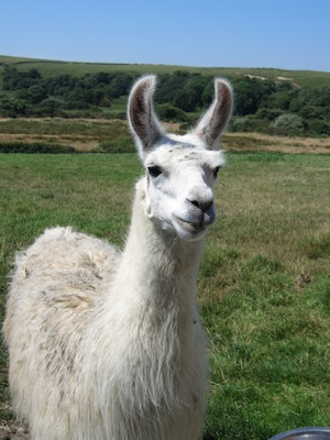 Cornish Llama (07-18-2006 13:04:23 BST)