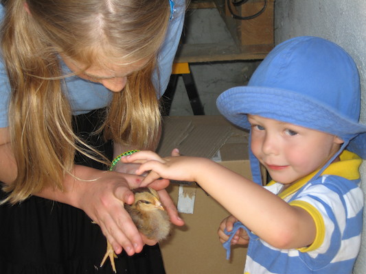 Lydia helping Tim pet the chick (07-18-2006 13:10:42 BST)