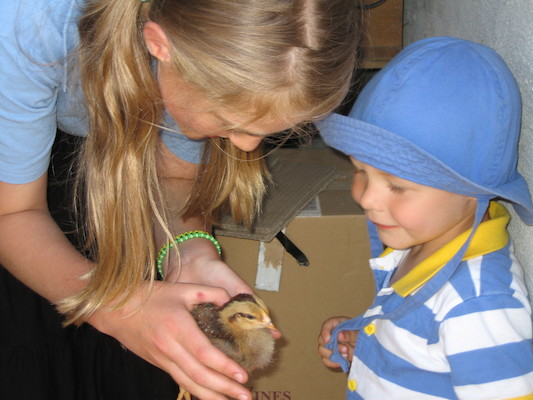 Lydia helping Tim pet the chick (07-18-2006 13:10:49 BST)