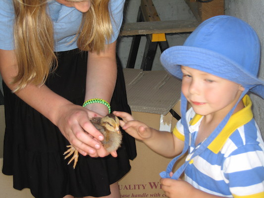Lydia helping Tim pet the chick (07-18-2006 13:11:25 BST)